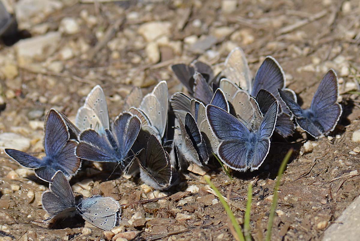 Affollamento Lycaenidae, qualche id,?